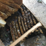 bee hive under shed