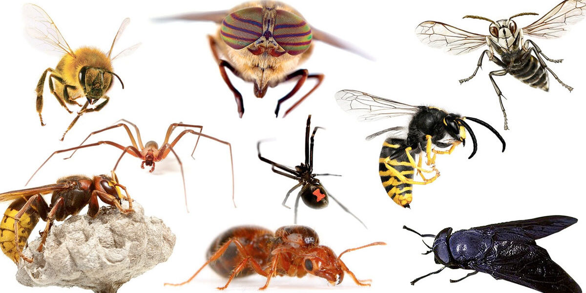 Termites, ants, cockroaches