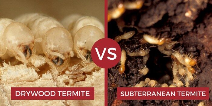 drywood-termite-vs-subterranean-termite