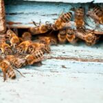 Bee removal phoenix arizona, scottsdale, tempe. Bees in wall, best pest control phoenix arizona.